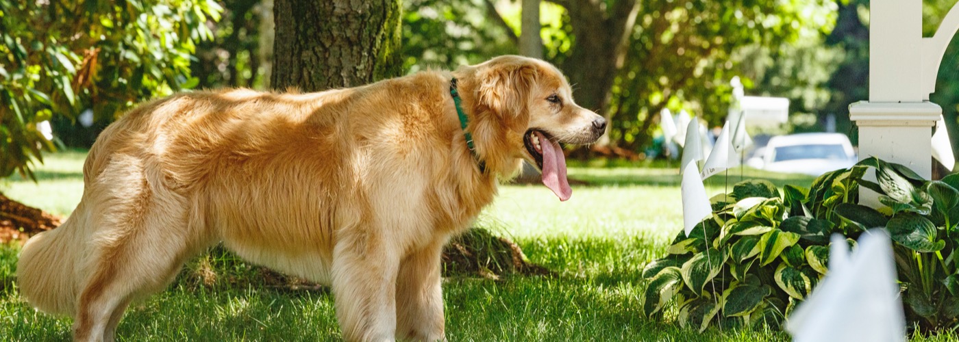 DogWatch of the Carolina Coast, Wilmington, NC | Outdoor Hidden Dog Fences Slider Image