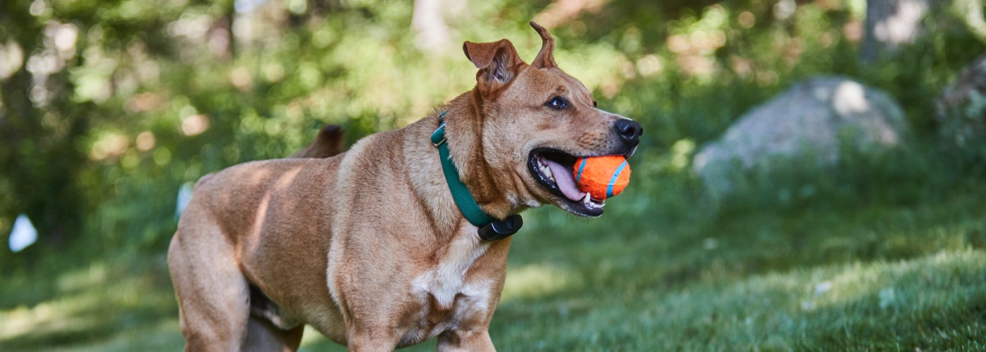 DogWatch of the Carolina Coast, Wilmington, NC | ProFenceX Slider Image